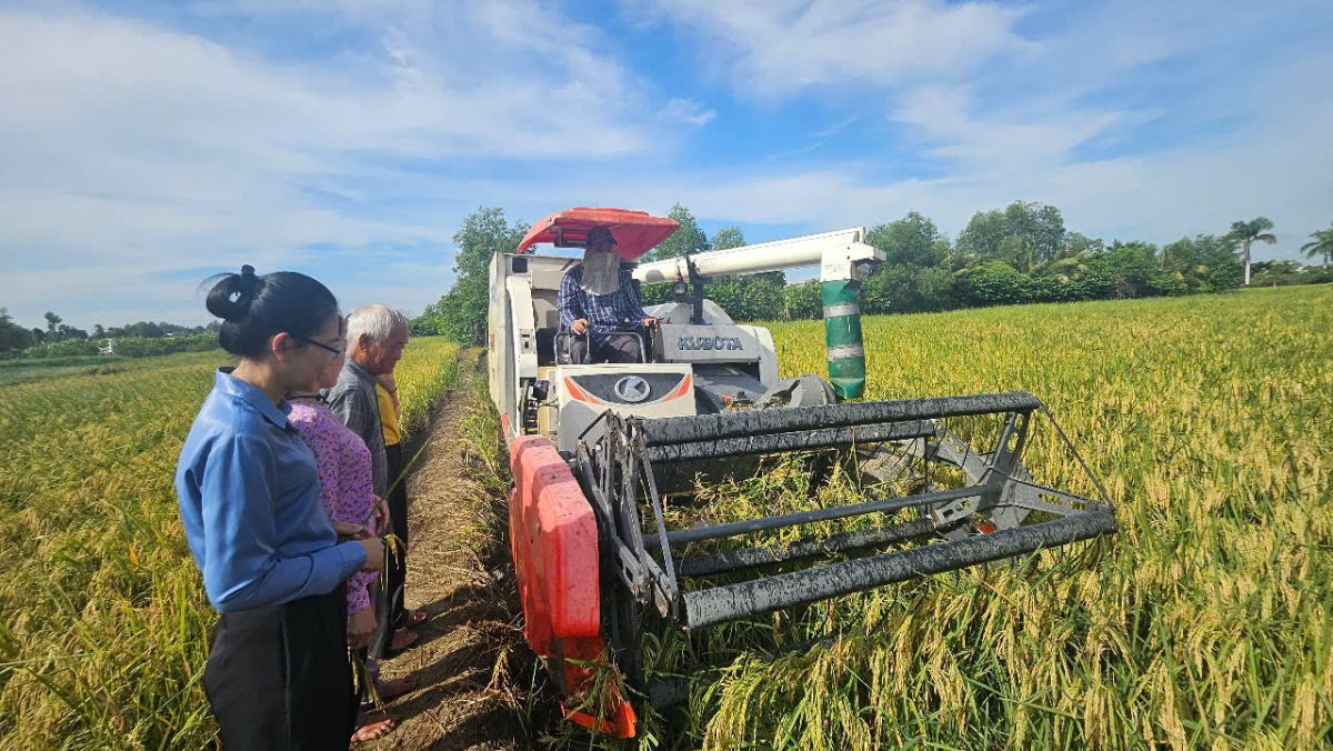 Nông dân TP.HCM trúng đậm lúa ST25 hữu cơ